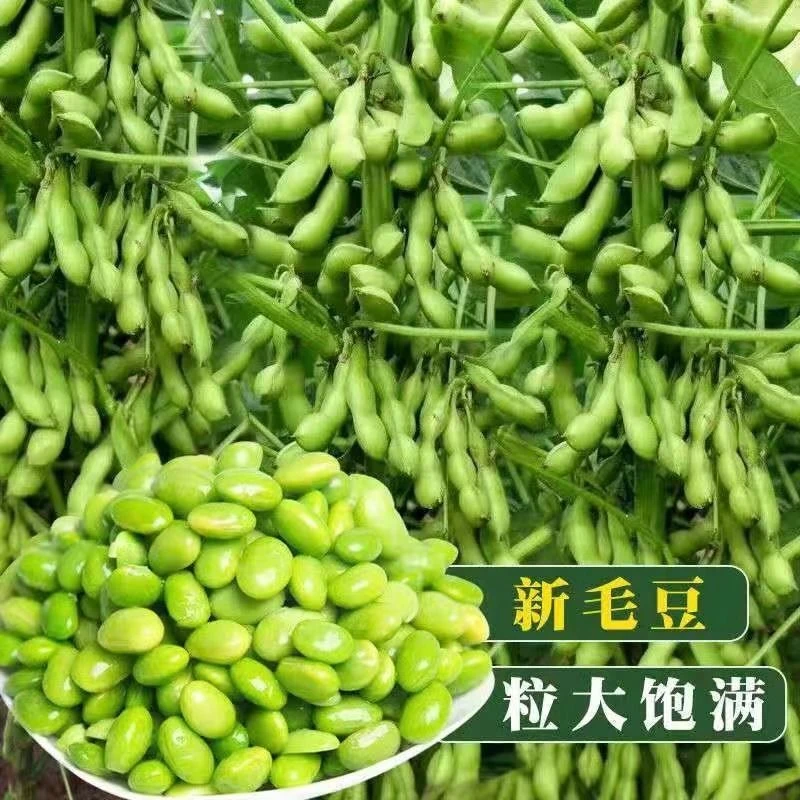 毛豆种子极早熟50天高产青豆菜种子春季蔬菜种子特早王菜豆种籽孑