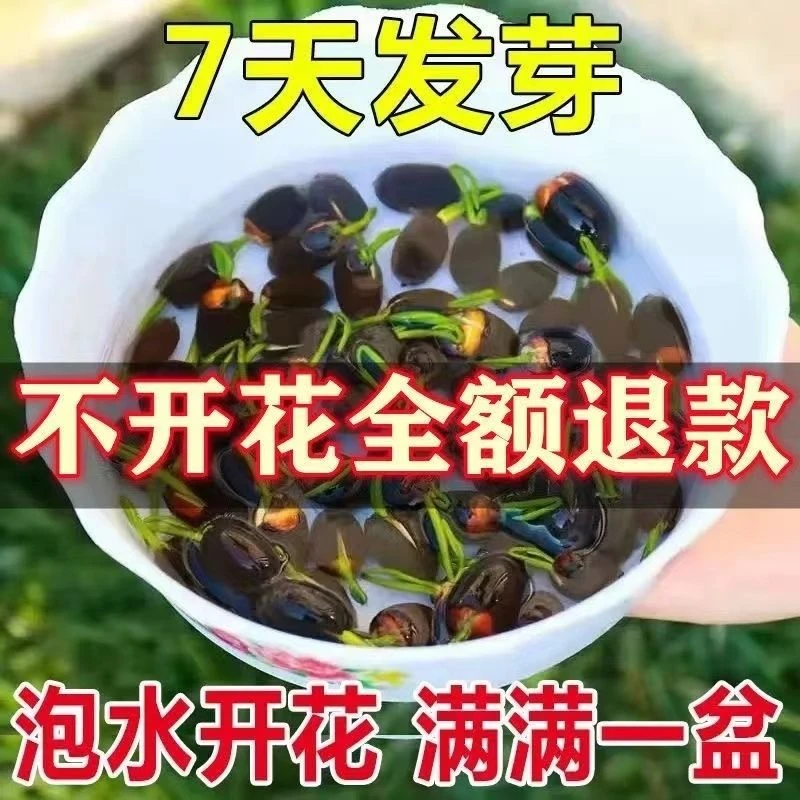 【7天发芽】碗莲种四季开花遇水培水养绿植睡莲荷花无土盆栽花卉
