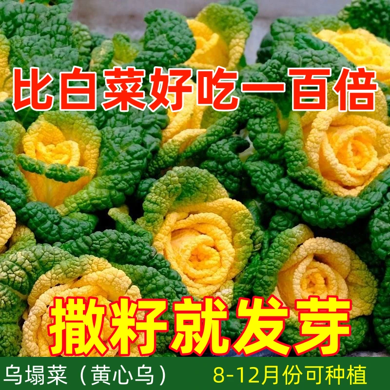 【可越冬】奶油黄心乌塌菜种子耐寒耐热菊花心乌塔菜种秋冬蔬菜种