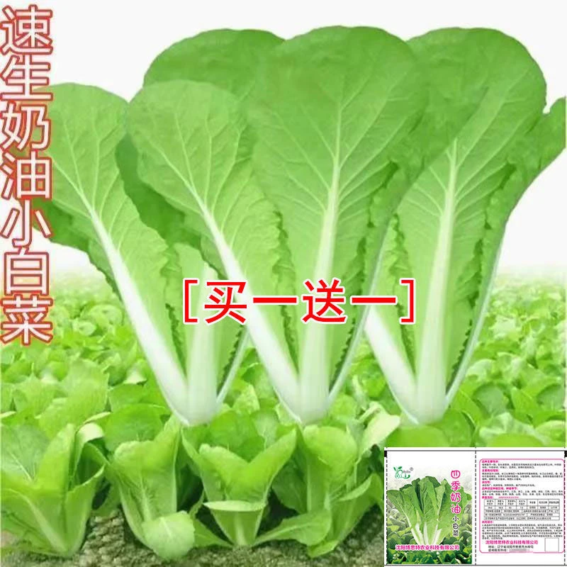 四季早熟奶油小白菜种子速生快菜菜籽阳台庭院种菜籽种易种蔬菜籽