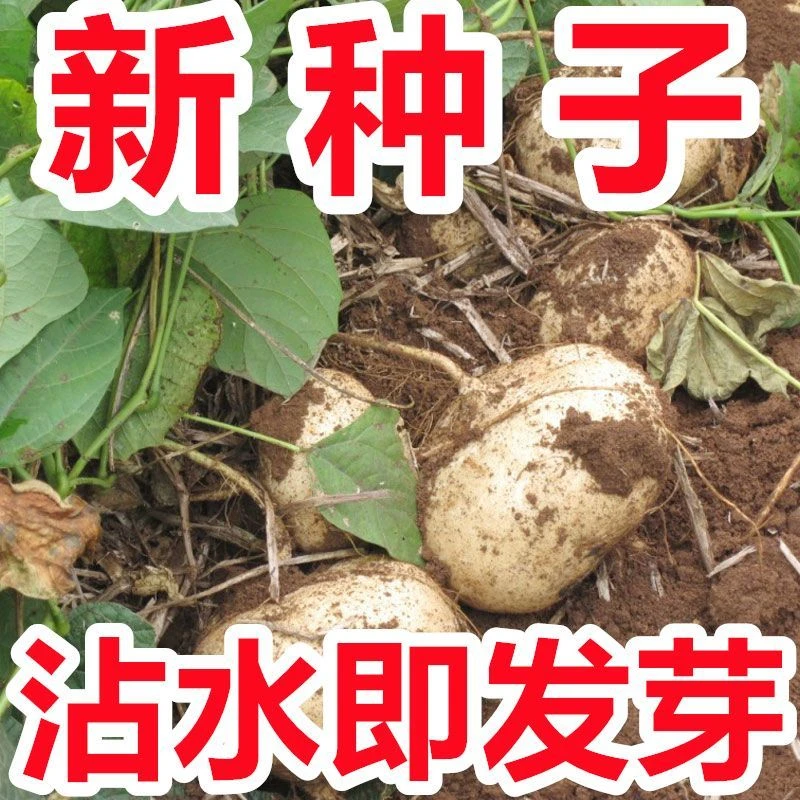 【新种子】牧马山凉薯种子水果地瓜种籽早熟沙葛土瓜春夏瓜果籽