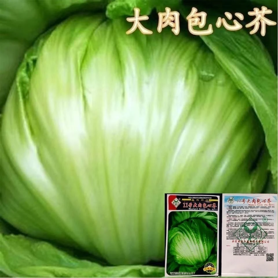 包心芥菜种子大肉卷心芥菜种子水咸菜盖菜酸菜春秋播农家蔬菜种子
