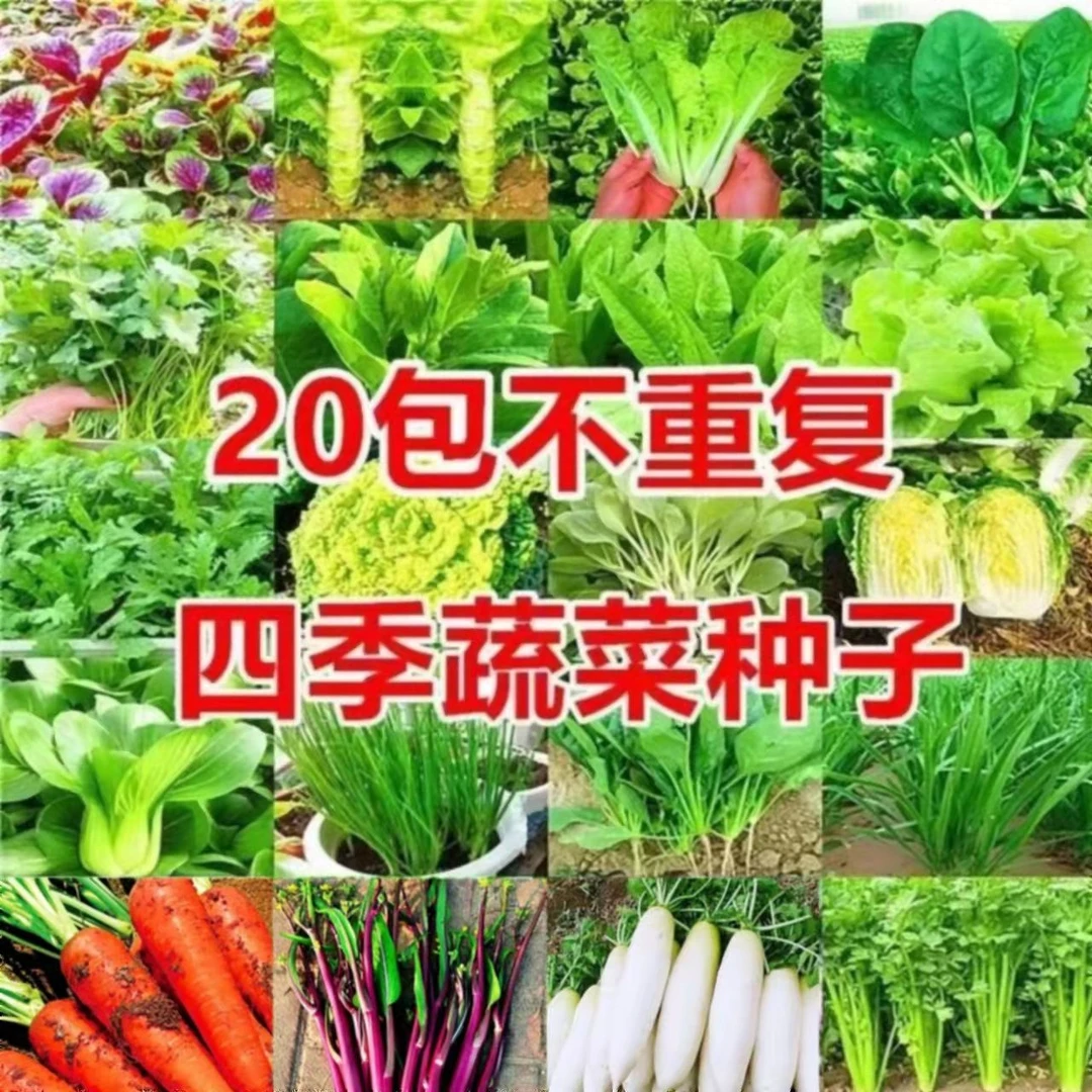 20款四季蔬菜种子大全室内阳台叶子菜春秋冬季蔬菜籽萝卜白菜种子