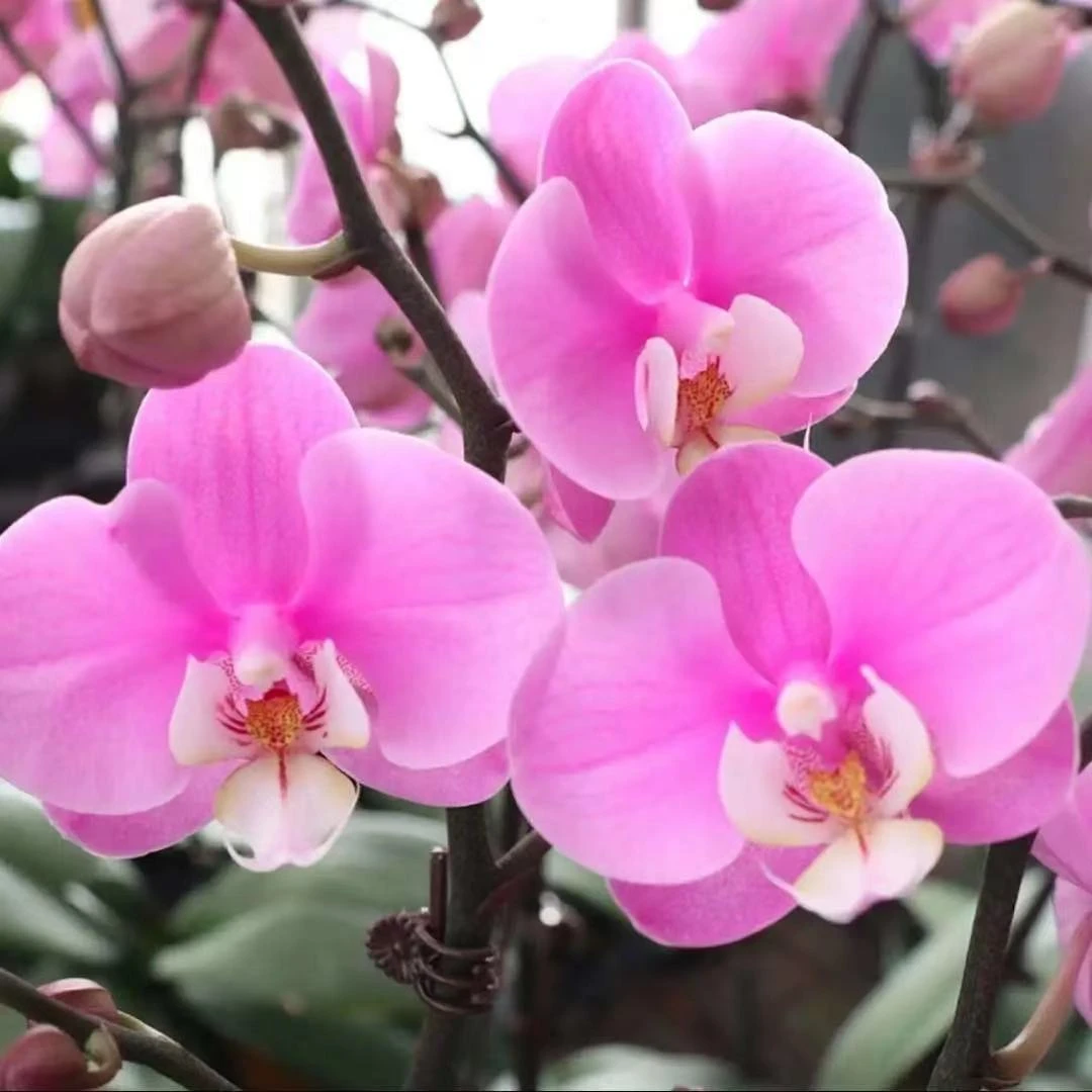 易种活 蝴蝶兰种子当年开花阳台盆栽室内花种子四季播种植物种子