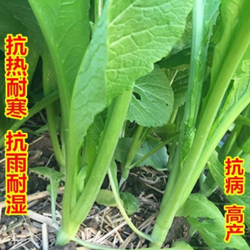 原装潮汕揭阳大叶春菜种子 老品种春芥菜种子 菜籽蔬菜种子