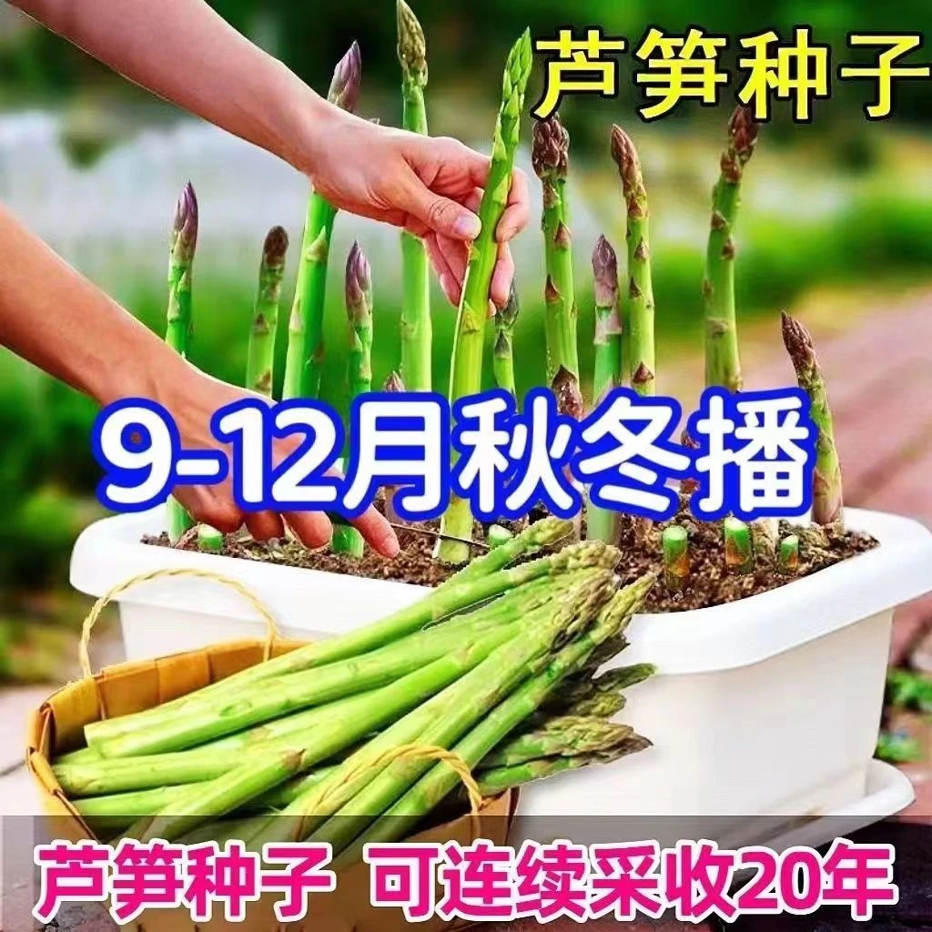 【今年新种】正宗多年生芦笋(可采收20年)四季种庭院盆栽有机蔬菜