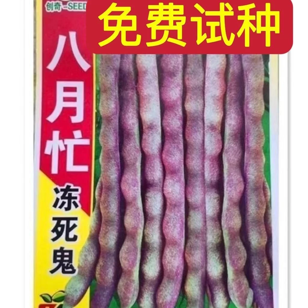 八月忙冻死鬼豆角种子耐寒耐热高产无筋豆角四季田园庭院易种豆角