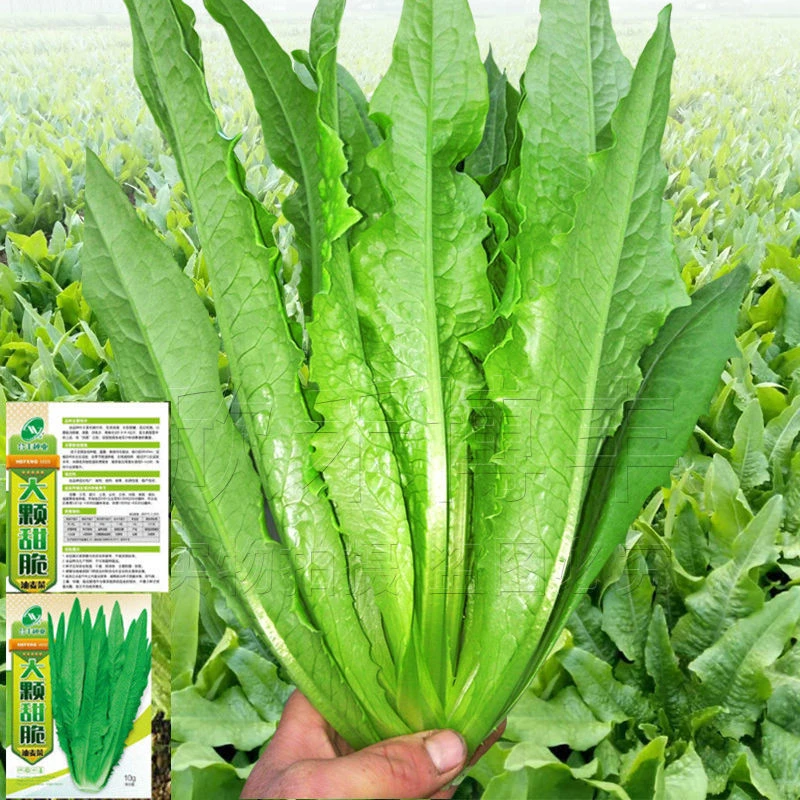 油麦菜种子四季播青菜种籽仔阳台菜籽盆栽籽种蔬菜孑冬季菜种大全