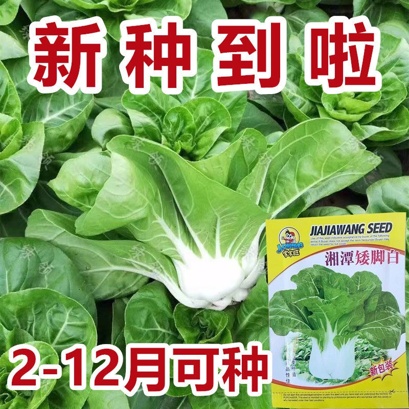 新白雪公主奶白菜种子四季可种矮脚白菜种籽湘潭大田蔬菜种子盆栽