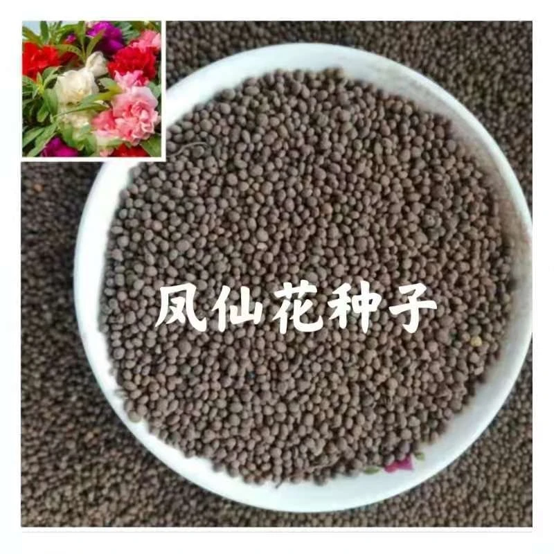 凤仙花种子籽四季庭院盆栽地栽凤仙透骨草指甲花急性子桃红金凤花