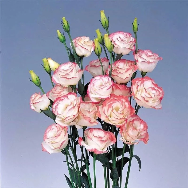 混色重瓣洋桔梗种子四季混色多年生阳台庭院盆栽室外花卉植物籽