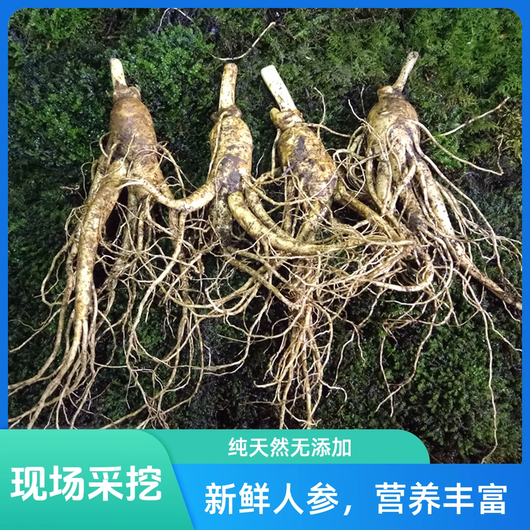 #改价链接现场采挖新鲜大人参 泡酒 送人送礼