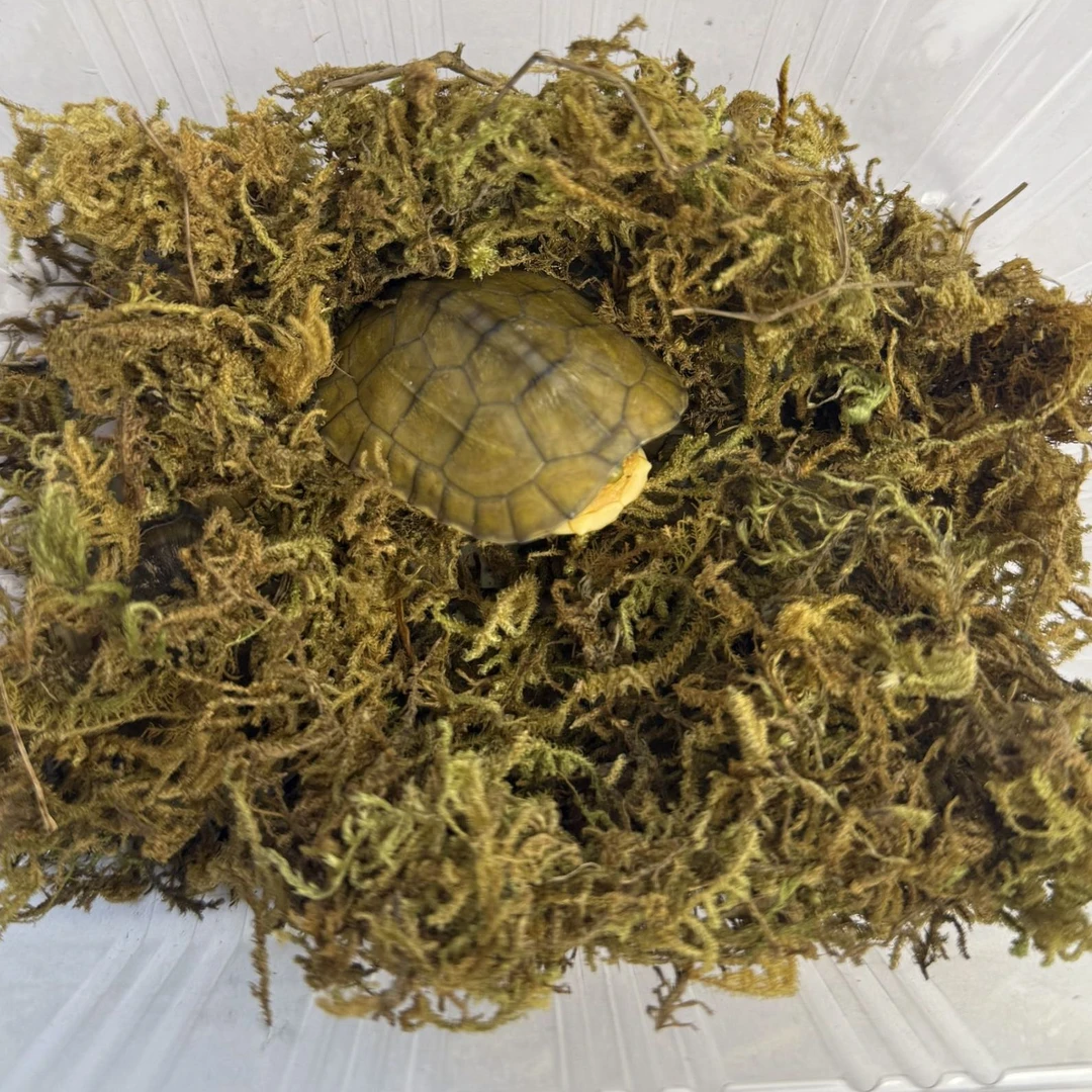 小青龟 外塘冷水龟【蜡笔小龟】