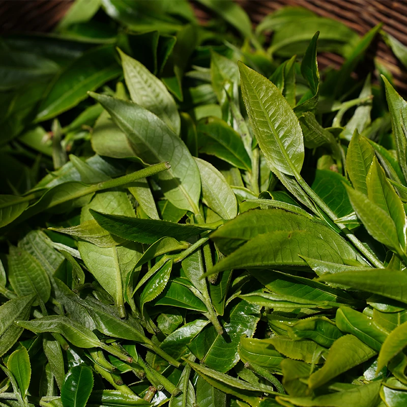 【冰岛老寨】6月14日冰岛老寨鲜叶现炒现卖普洱生茶不挑黄金叶