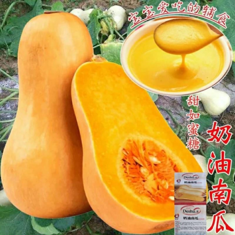 【苞出芽】爬满地奶油南瓜种子四季种植高产甜糯香家庭小院蔬菜籽
