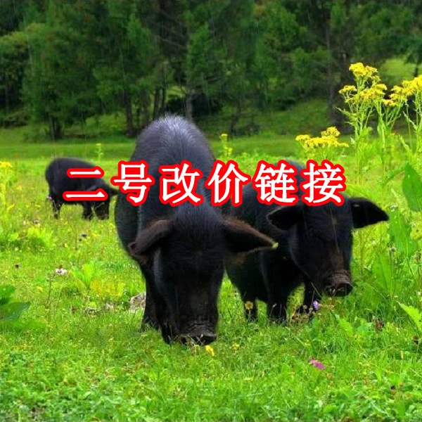 【二号改价链接】藏香猪 原生态 散养跑山猪0.1斤起(直播称重为准)