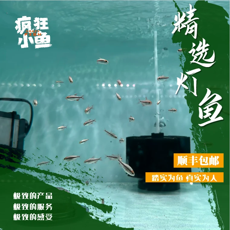 【疯狂小鱼】灯鱼超值组合（视频带货）