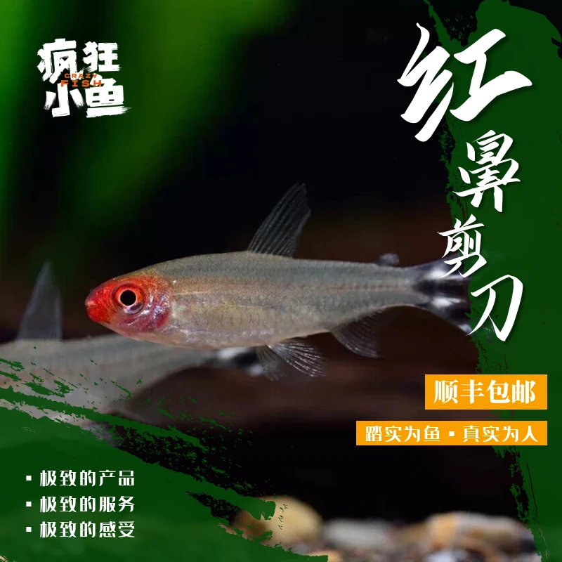 【疯狂小鱼】红鼻子剪刀鱼