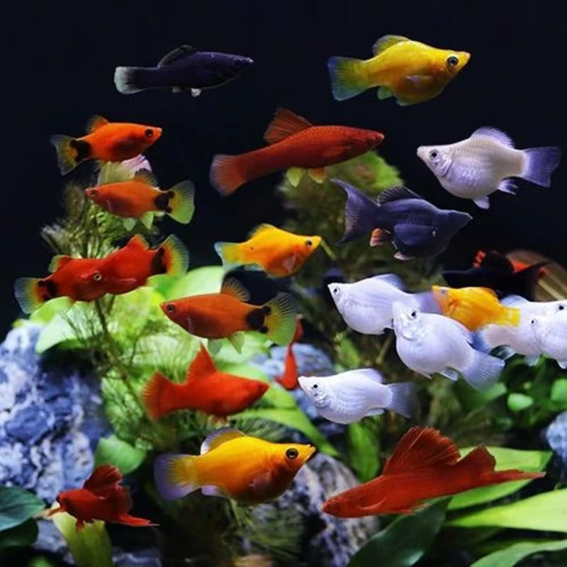 吃油膜玛丽球鱼胎生鱼观赏鱼生小鱼新手下崽群游好养皮实低温小型