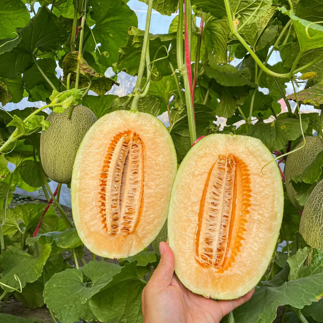 正宗海南哈密瓜3/5/9斤新鲜水果疆西州蜜瓜25号包邮坏果包赔T