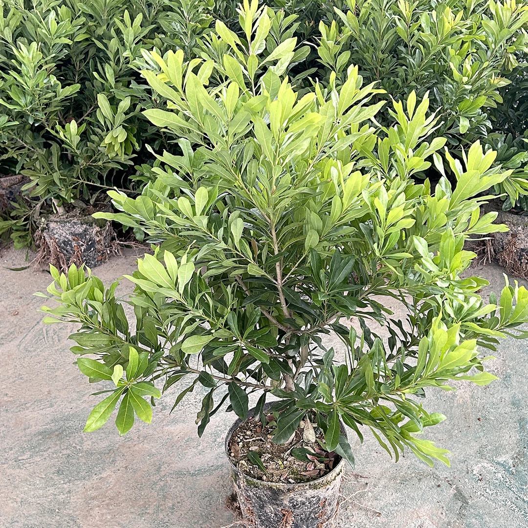 【淘小淘】中通 浙江仙居东魁黑炭白杨梅一年半盆栽地栽易种好打理