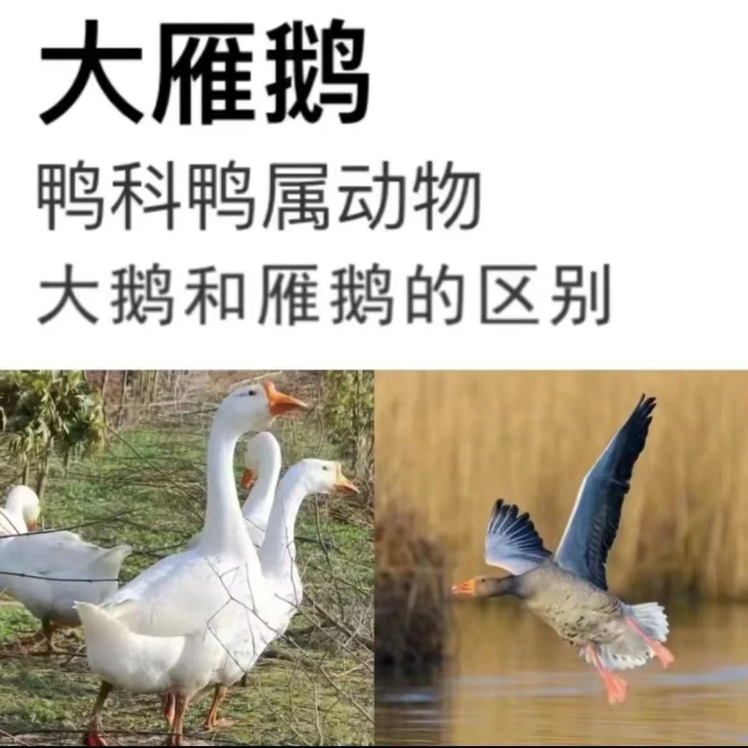 会飞的大雁鹅（拍一送一）一只净重3.6斤左右冷链发货  鸭科