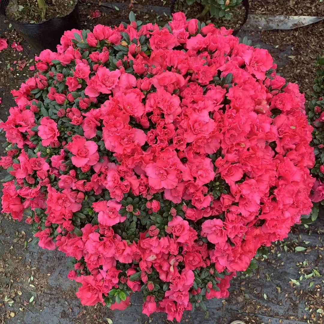 比利时红宝石杨梅红杜鹃花带花苞四季开花庭院地栽家居花卉吸甲醛