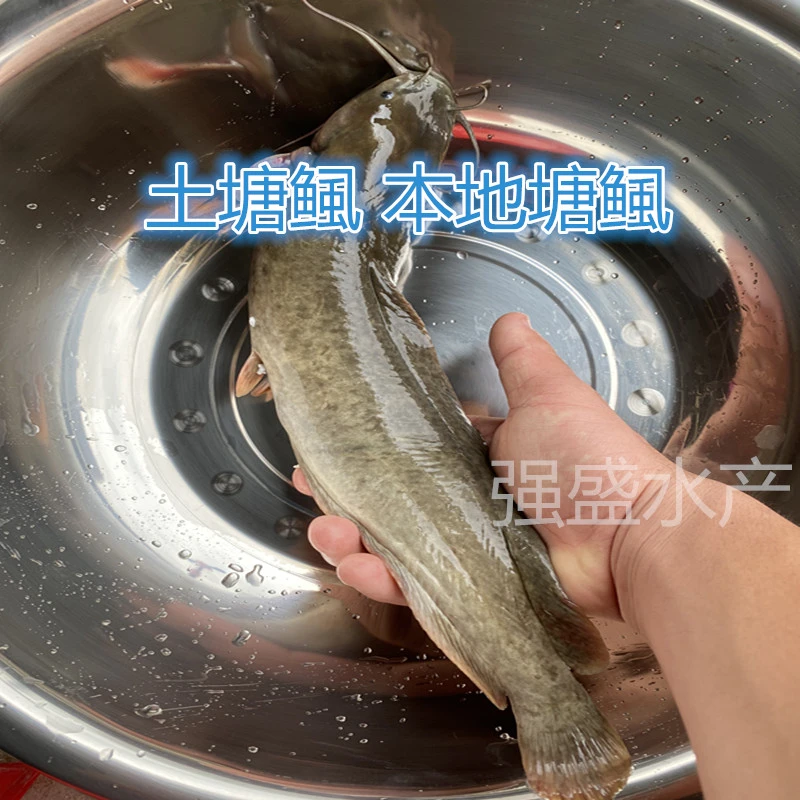 土塘鲺本地塘鲺观赏水族