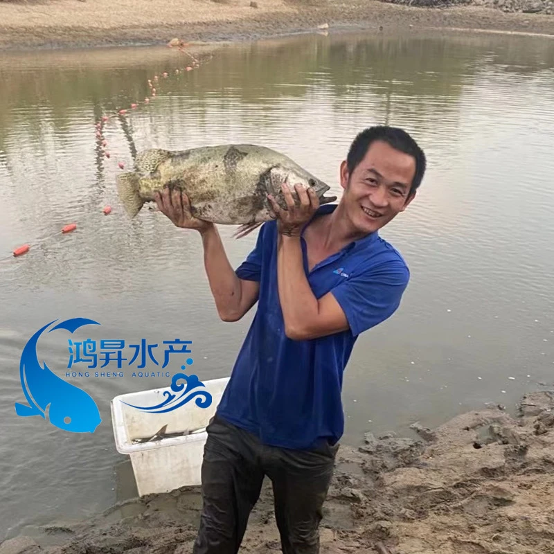 桂鱼 桂花鱼 肉质鲜美 吃小杂鱼 淡水 鱼塘 好养殖包邮