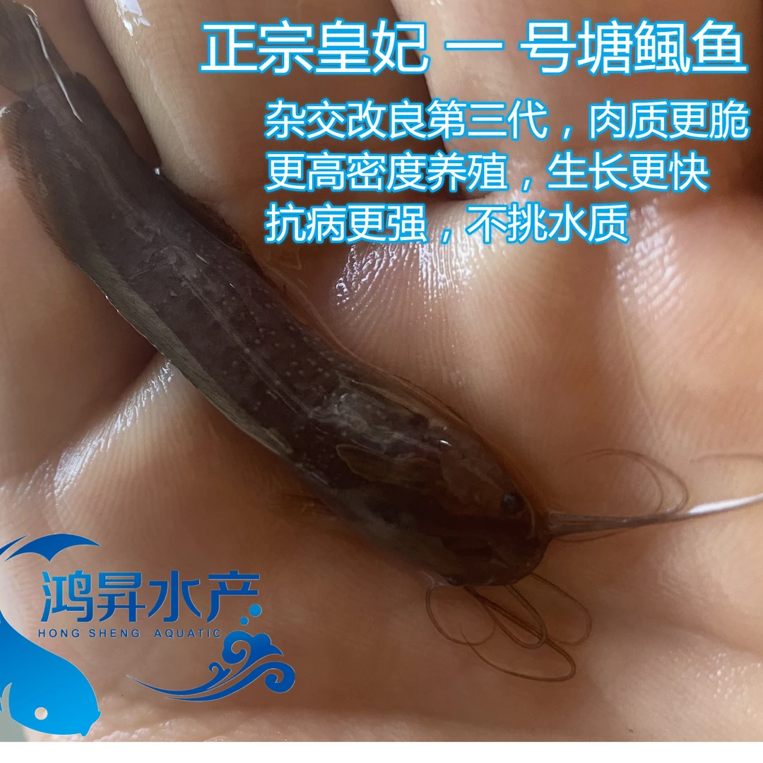 皇妃一号塘角鱼4.0版本本地塘虱 土塘虱三黄塘虱宠物活体好养