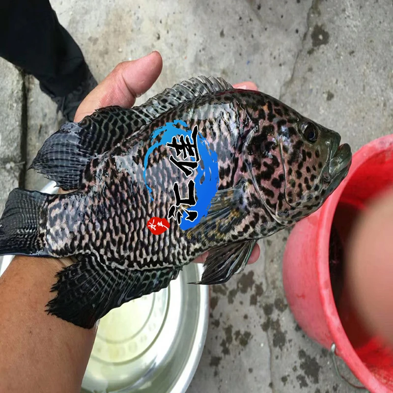 鱼塘养殖 淡水石斑鱼苗花斑 宠物活体观赏
