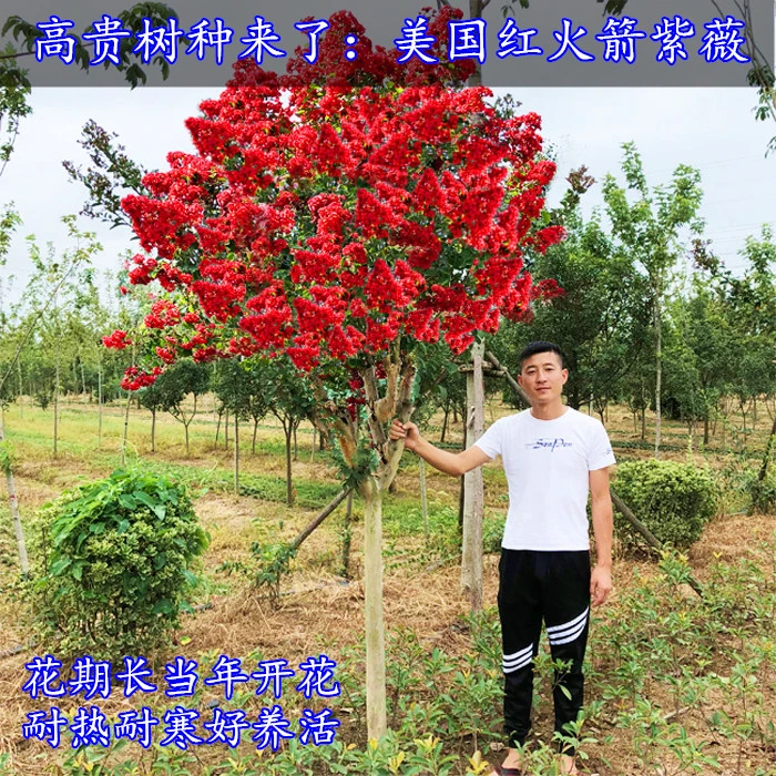 美国红火箭紫薇常年开花 花量大庭院别墅景观风景树苗