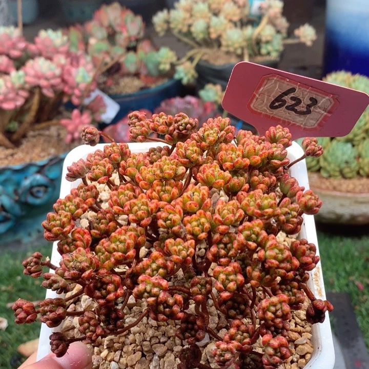 欢喜多肉一物一拍623