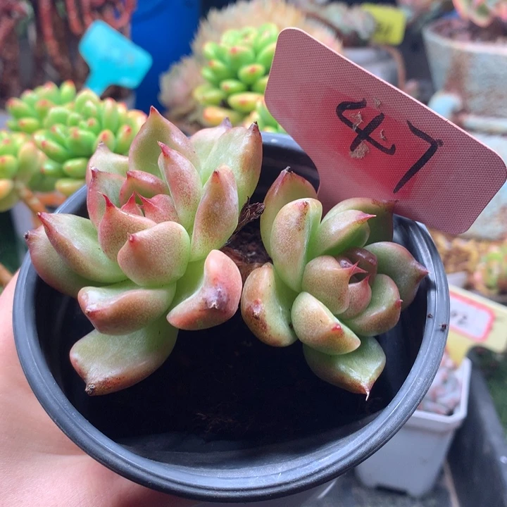 欢喜多肉一物一拍47