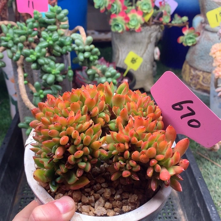 欢喜多肉一物一拍670