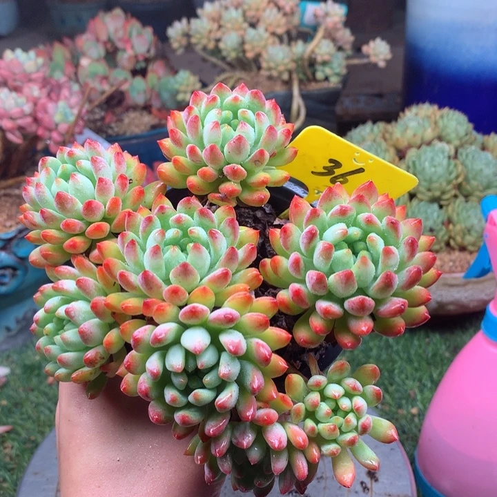 欢喜多肉一物一拍36