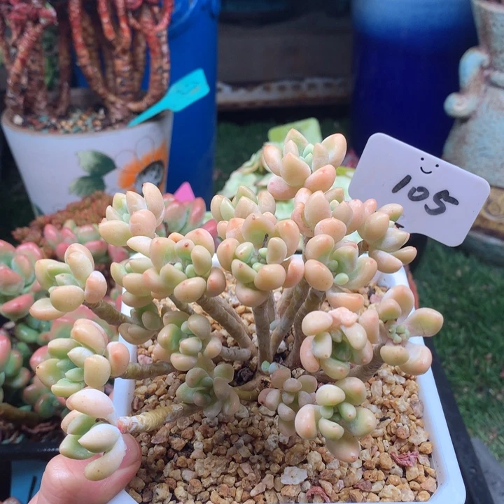 欢喜多肉一物一拍105