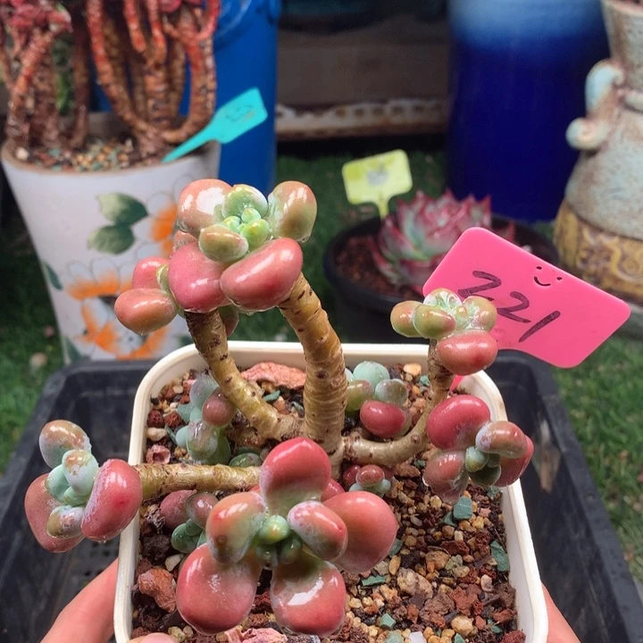 欢喜多肉一物一拍221