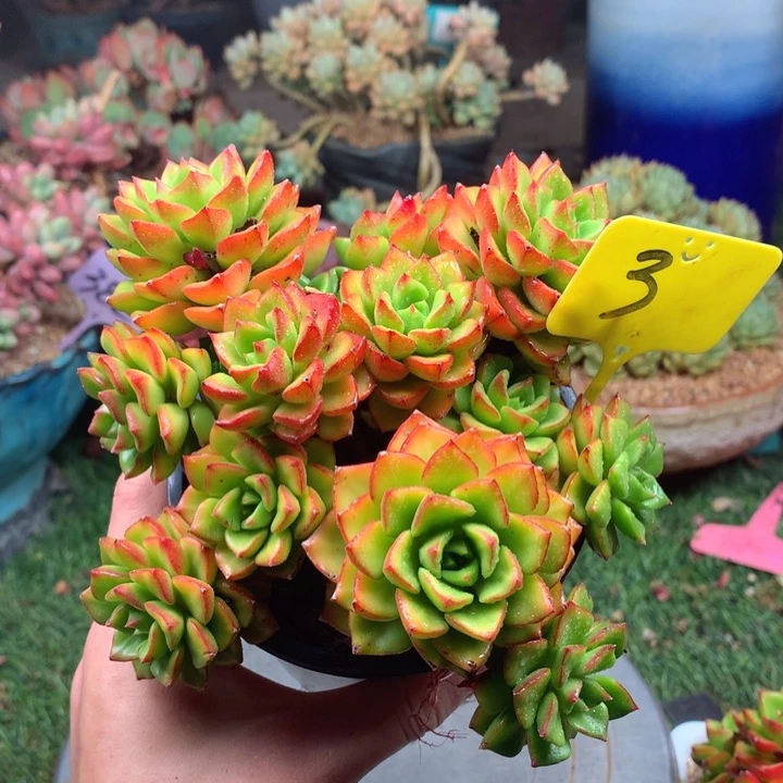 欢喜多肉一物一拍3