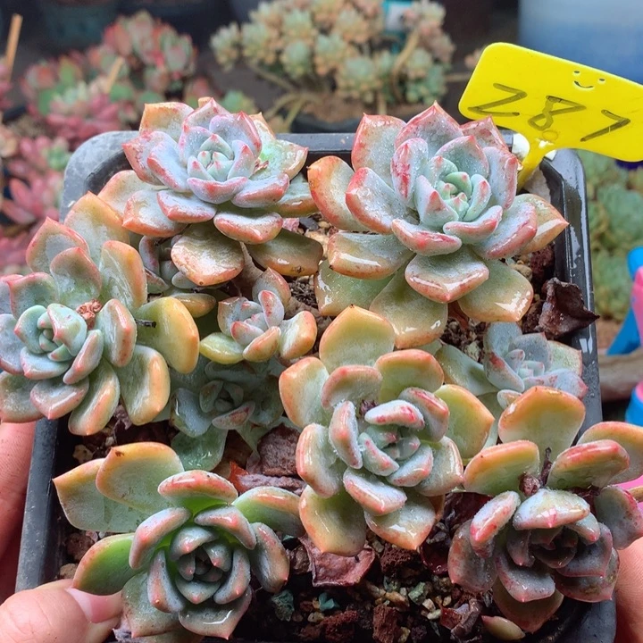 欢喜多肉一物一拍287