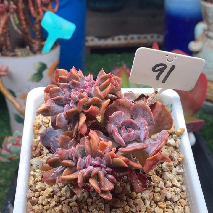 欢喜多肉一物一拍91