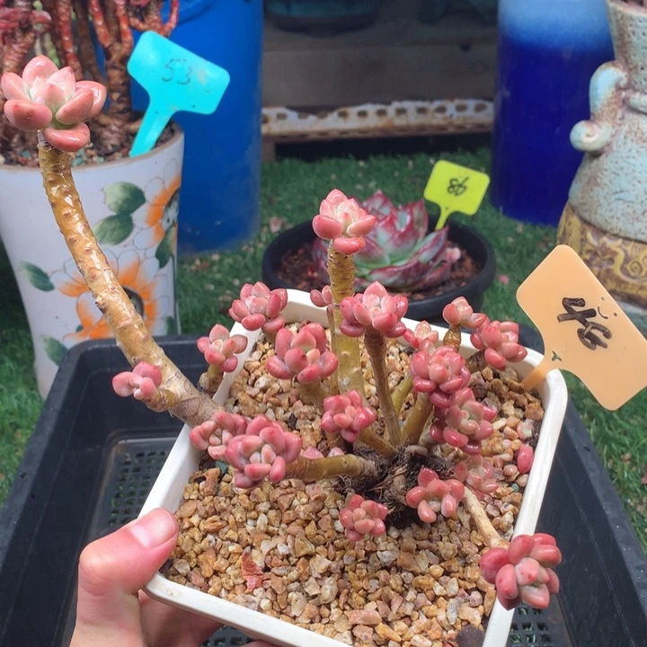 欢喜多肉一物一拍48