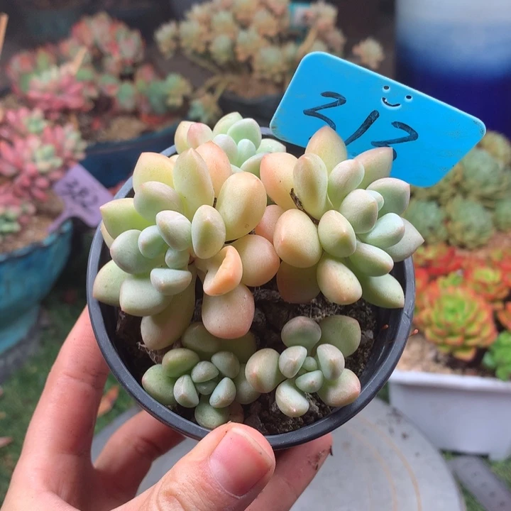 欢喜多肉一物一拍313