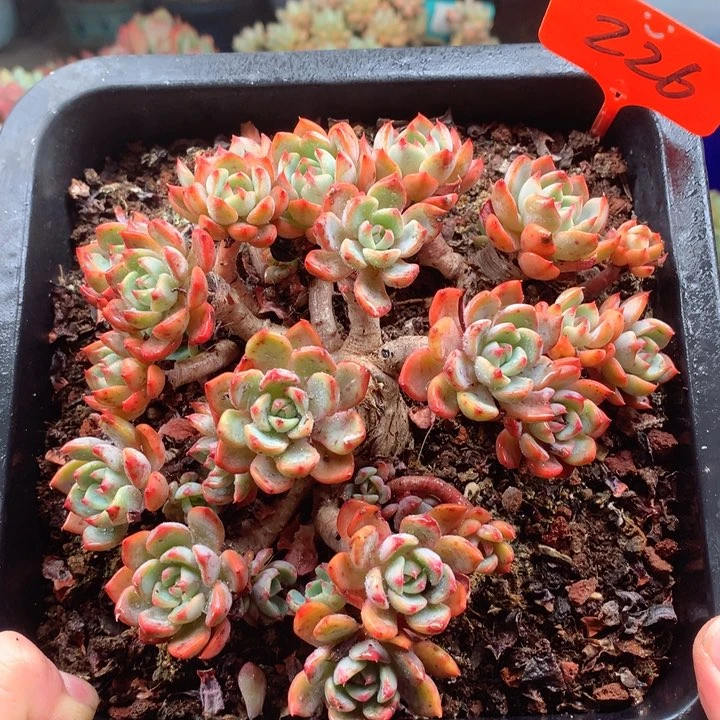 欢喜多肉一物一拍226