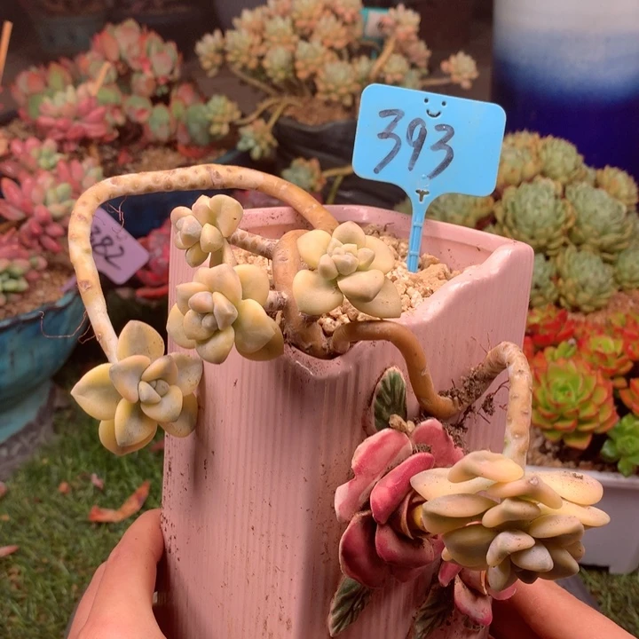 欢喜多肉一物一拍393