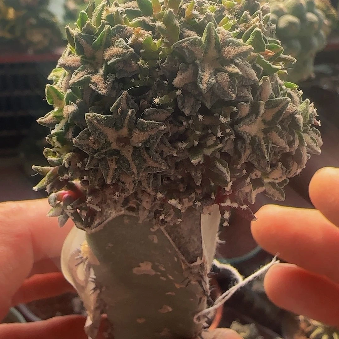 姬牡丹群803仙人球