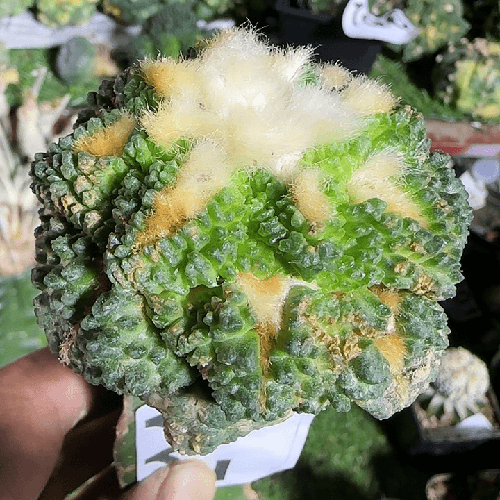龟甲211仙人球开花了