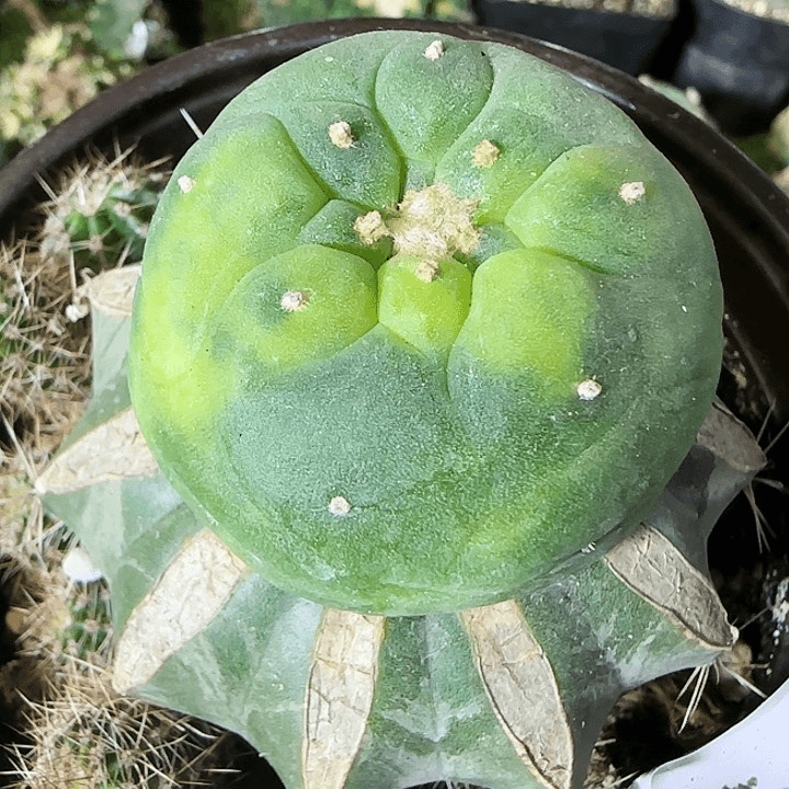 仙锦068仙人球开花