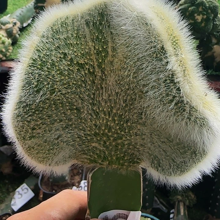 九尾狐缀化836仙人球开花