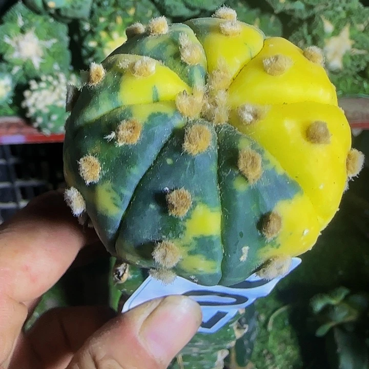 兜锦007仙人球开花